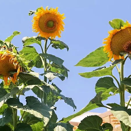 Apartment Elpidas Agia Anna (Naxos)