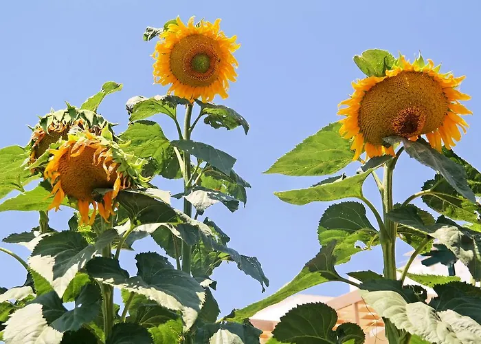 Lägenhet Elpidas Agia Anna (Naxos)